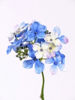 Hortensia steek, zonder blad 30cm blauw